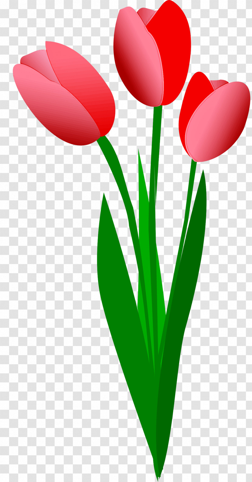 Tulip Red Petal Flower Plant Transparent PNG