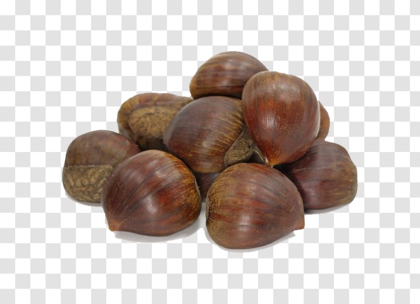 Dried Fruit Hazelnut Nuts - Nut - Chestnut Transparent PNG