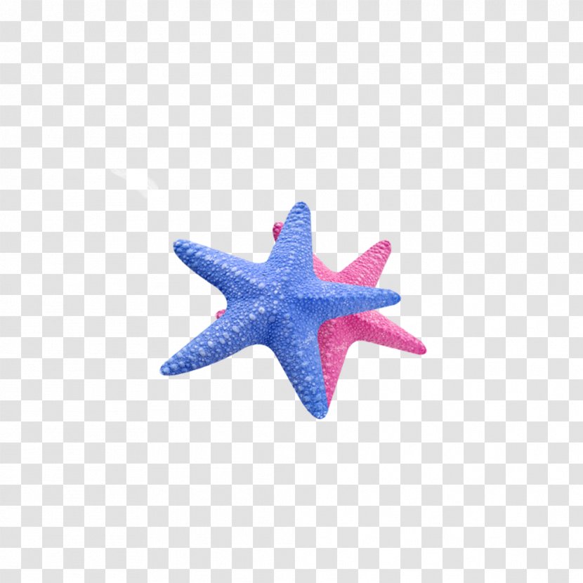 Starfish Callopatiria Granifera Icon - Ladybird - Sea Stars Transparent PNG