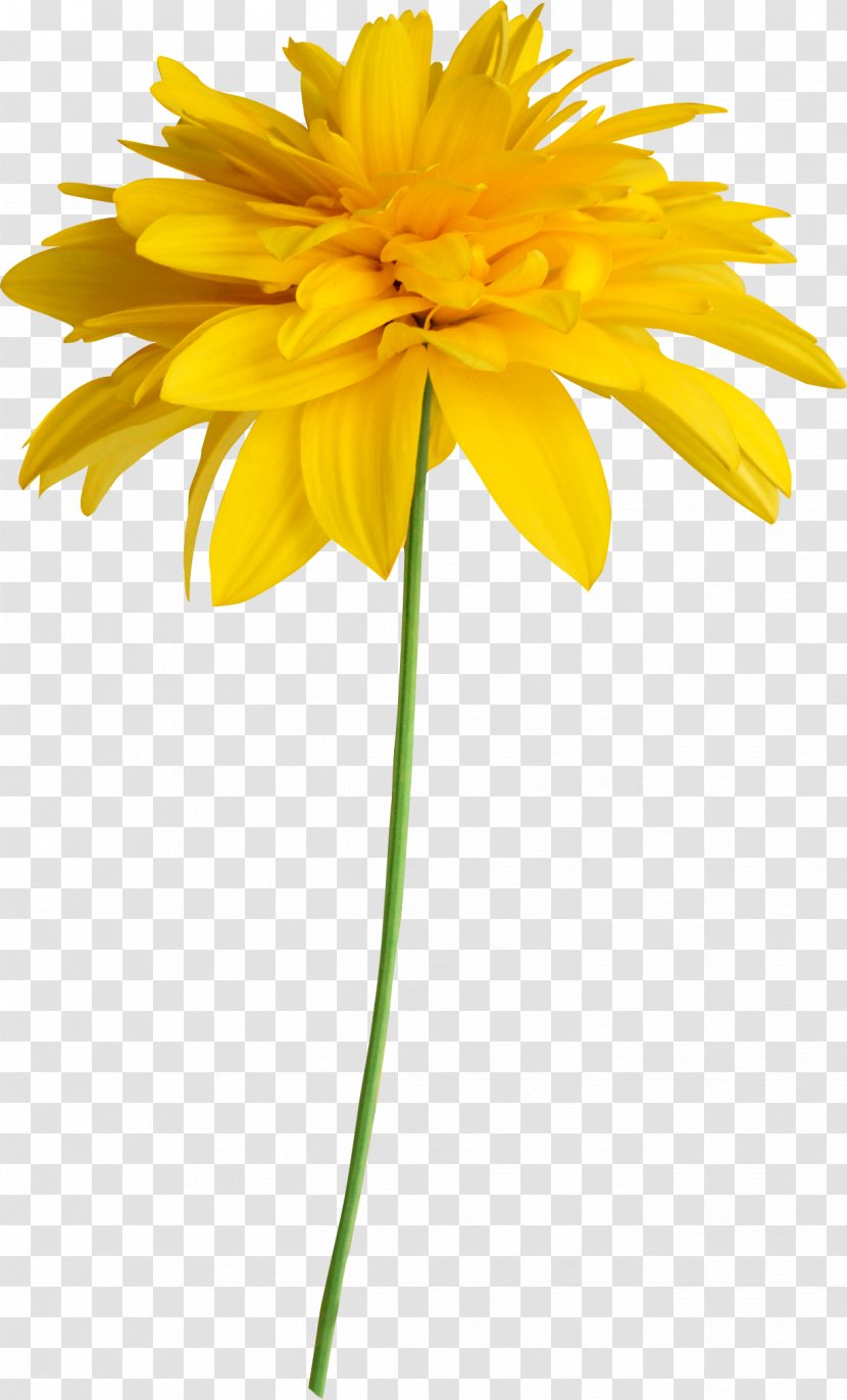 Common Sunflower Yellow Clip Art - Flower - Euclidean Transparent PNG