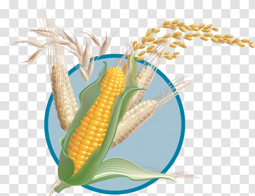 Corn On The Cob Wheat Maize Clip Art Transparent PNG