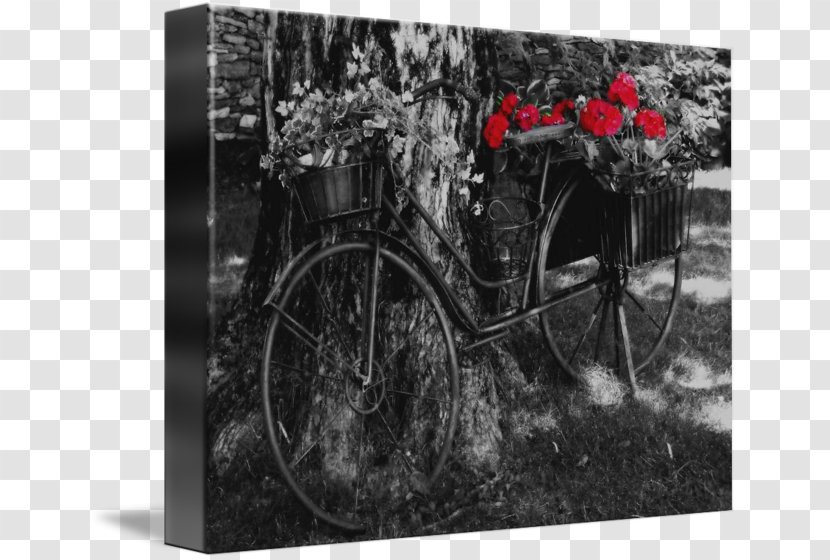 Black And White Monochrome Photography Gallery Wrap Motor Vehicle - Flower Bicycle Transparent PNG