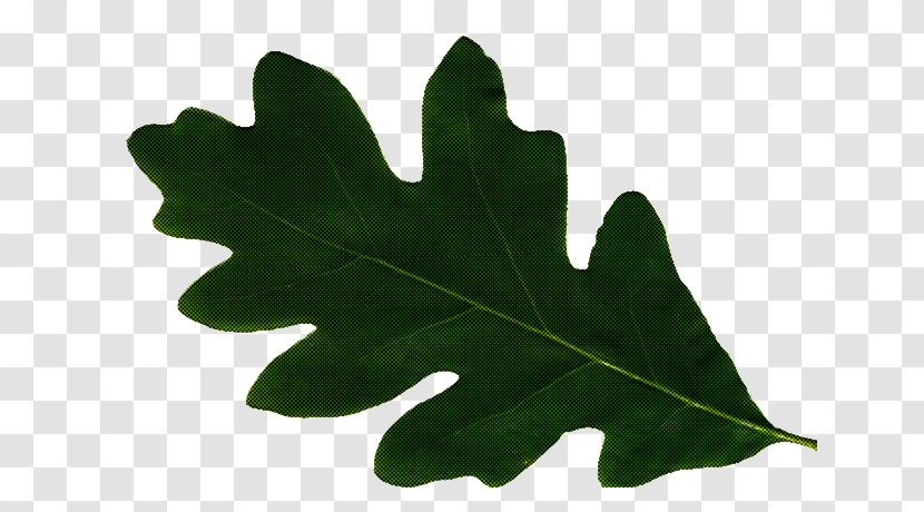 Maple Leaf - Black - Flowering Plant Oak Transparent PNG