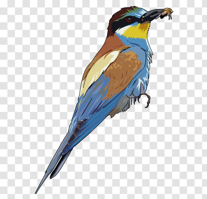 Bee-eater Bird Clip Art - Wing - Clipboard Transparent PNG