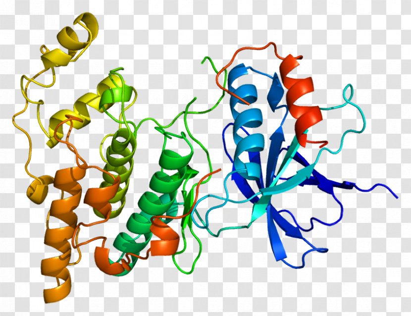 C-Jun N-terminal Kinases Mitogen-activated Protein Kinase MAPK10 - Enzyme - Cjun Nterminal Transparent PNG