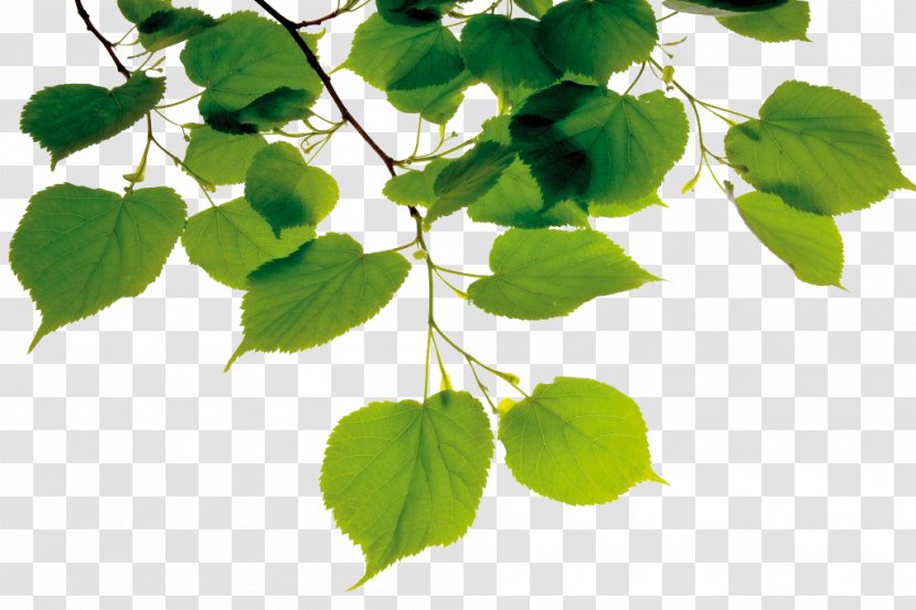 American Linden Leaf Stock Photography Branch - Bodhi Leaves Under The Sun Transparent PNG