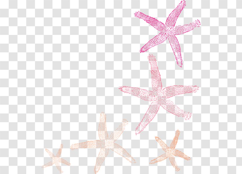 Clip Art Openclipart Vector Graphics Starfish Illustration - Marine Invertebrates Transparent PNG