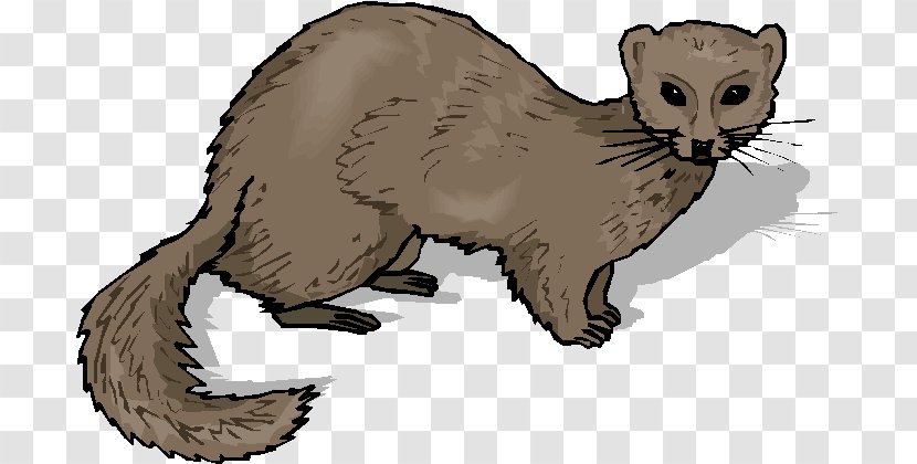 Ferret Whiskers Stoat Cat - Paw Transparent PNG