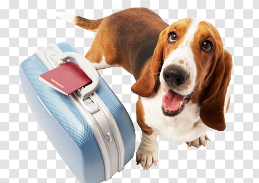 Dog Cat Pet Travel Veterinarian - Traveling With Dogs Transparent PNG