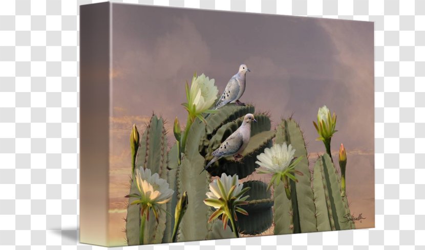 Citroën Cactus M Cactaceae Stock Photography Wildflower - Blooming Season Transparent PNG