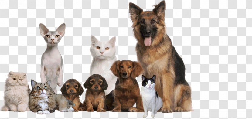 Dog Animal Shelter Eye Clinic Rescue Group Pet - Cat Transparent PNG