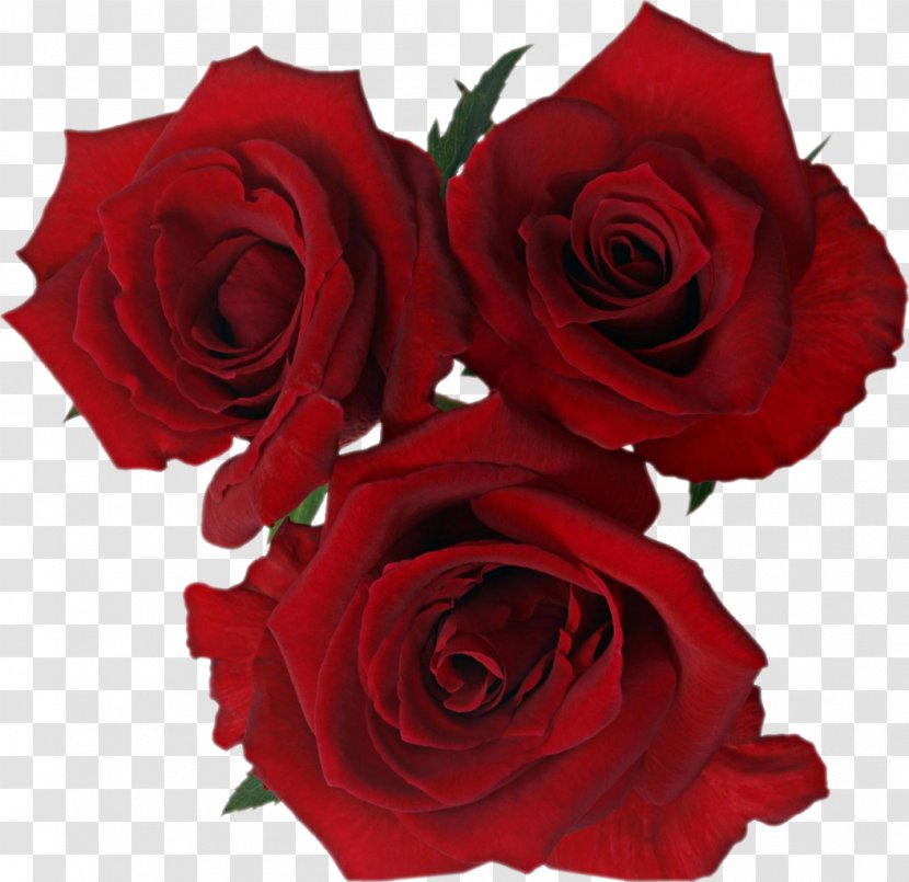 Desktop Wallpaper Mobile Phones Flower Color - Cut Flowers - Red Rose Decorative Transparent PNG