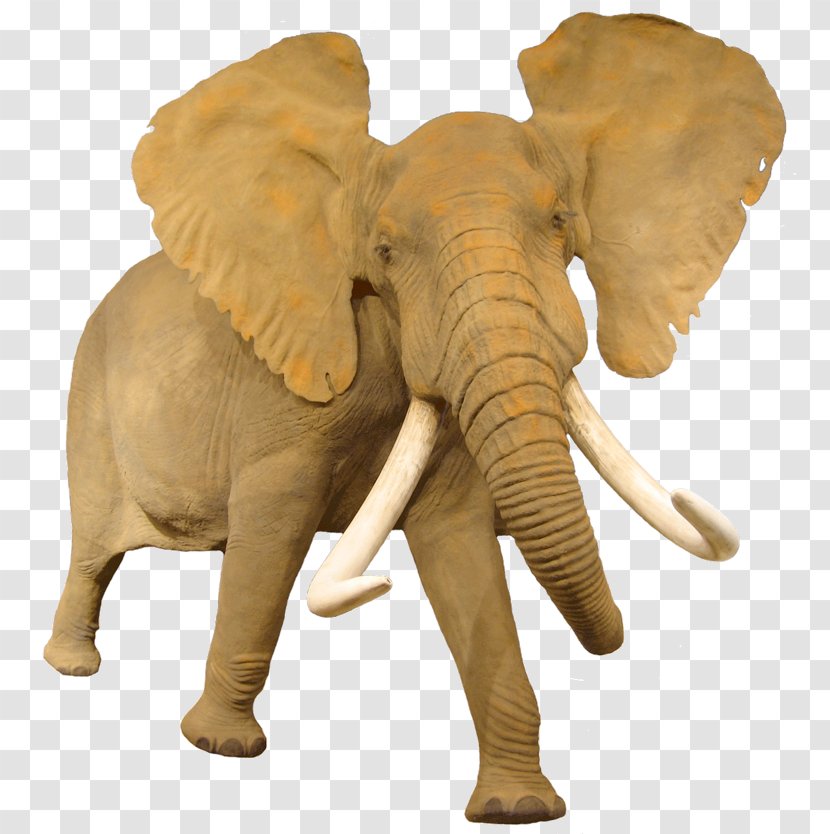 African Bush Elephant Animal Information - Tusk - Africa Transparent PNG