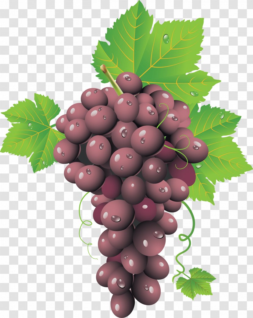 Common Grape Vine Wine Leaves - Grapevines - Red Image Transparent PNG