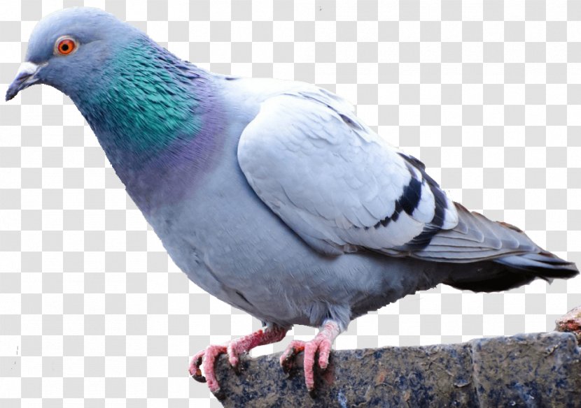 Pigeons And Doves Homing Pigeon Bird Racing Homer Fancy Transparent PNG