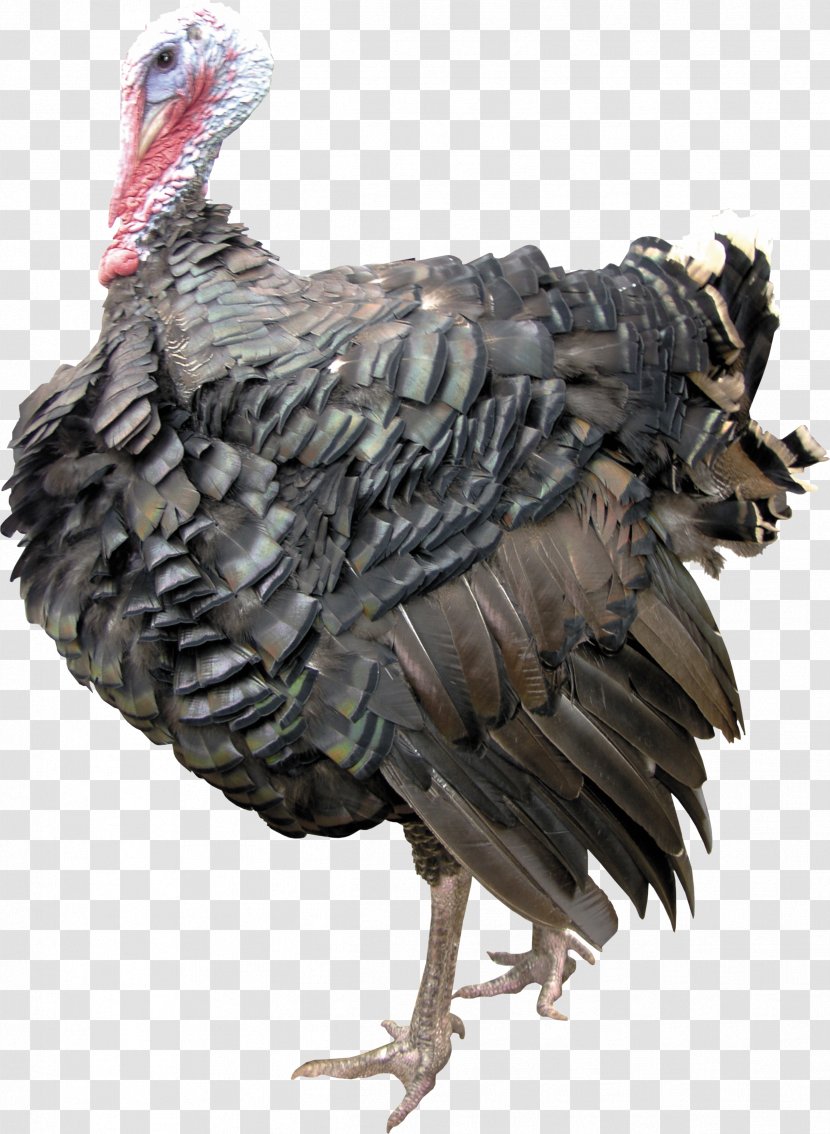 Turkey Duck Anser Chicken - Digital Image - Chick Transparent PNG