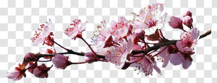 Clip Art Flower GIF Cherry Blossom - Petal Transparent PNG