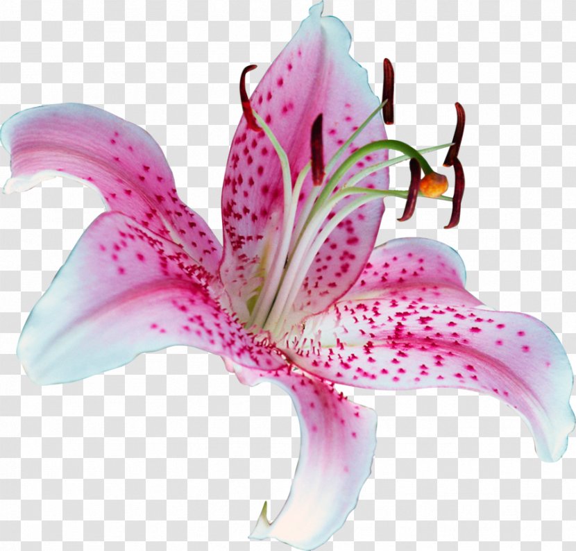 Lilium 'Stargazer' Flower Tiger Lily Clip Art - Plant - Water Lilies Transparent PNG