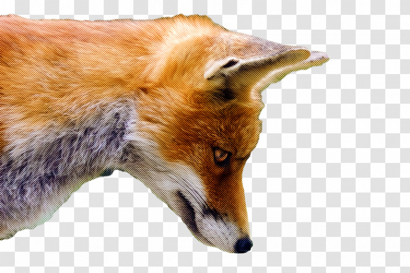 Red Fox Coyote Dhole Dog Fur Transparent PNG