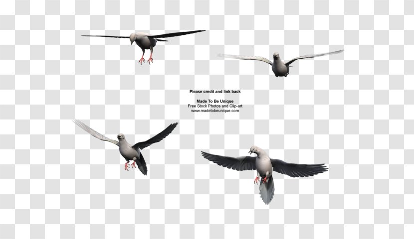 Columbidae Bird Migration Mourning Dove Flight - Photography Transparent PNG