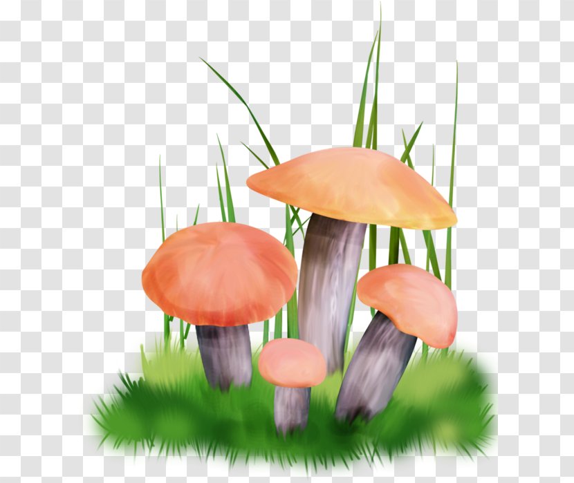 Fungus Edible Mushroom Boletus Edulis Truffle - Flower Transparent PNG
