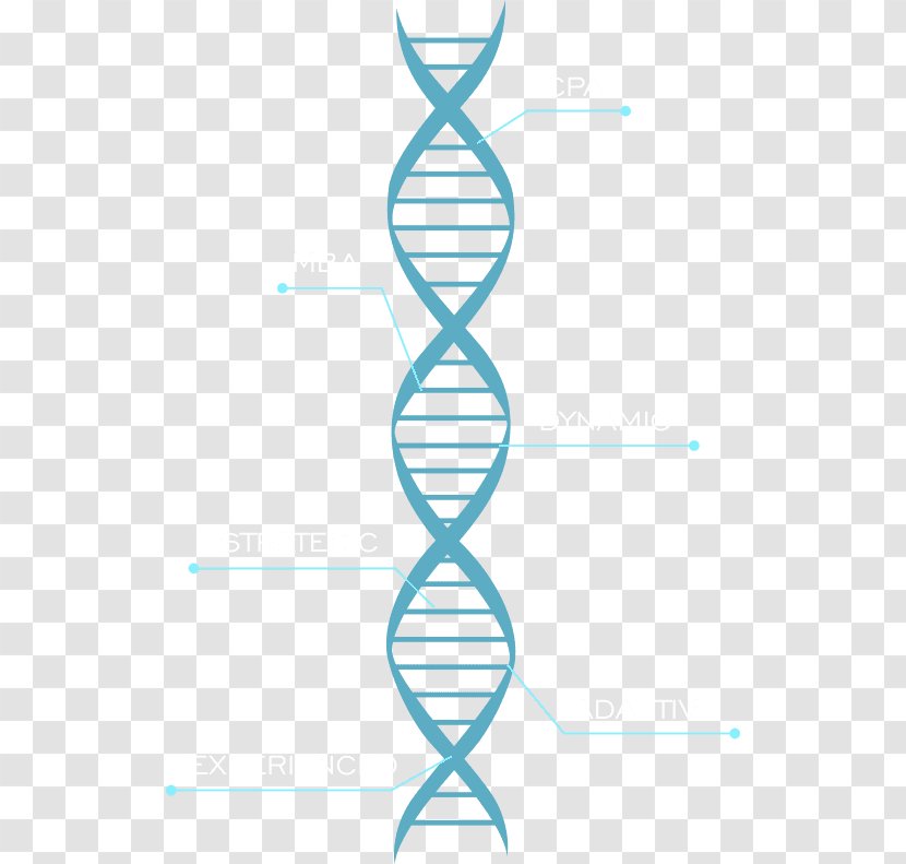 Molecular Models Of DNA Chromosome Nucleic Acid Double Helix Vector Graphics - Long Addition Problems Solutions Transparent PNG