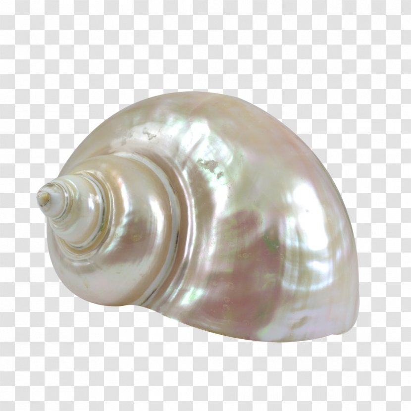 Seashell Turbo Marmoratus Sea Snail Shankha Conch - Craft Transparent PNG