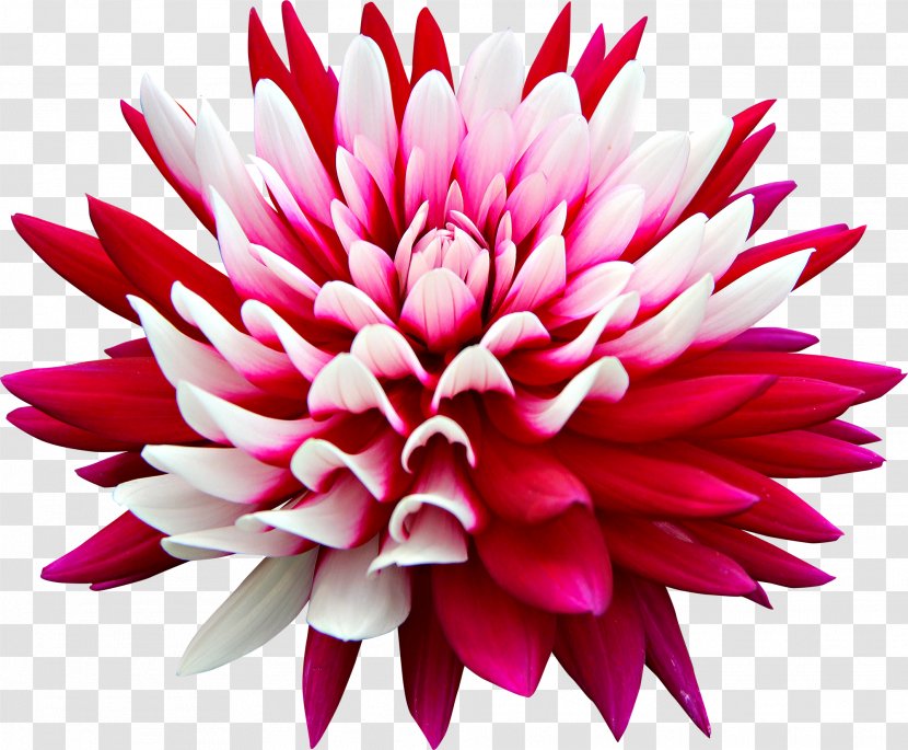 Dahlia Pink Flowers Desktop Wallpaper Rose - Chrysanthemum Transparent PNG