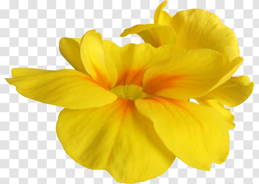 Cut Flowers Yellow - Flower Bouquet Transparent PNG
