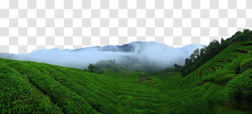 Green Tea Garden - Mount Scenery - Field Transparent PNG