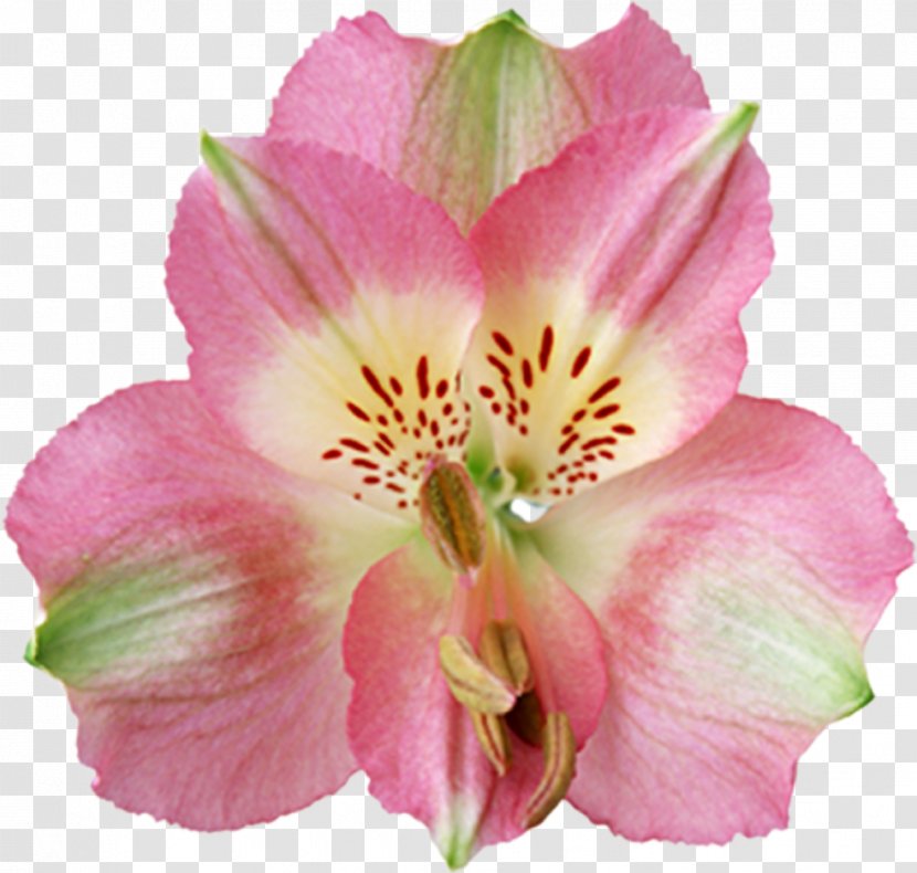 Clip Art Desktop Wallpaper Lily GIF Image - Cartoon - Beautiful Orchids Transparent PNG