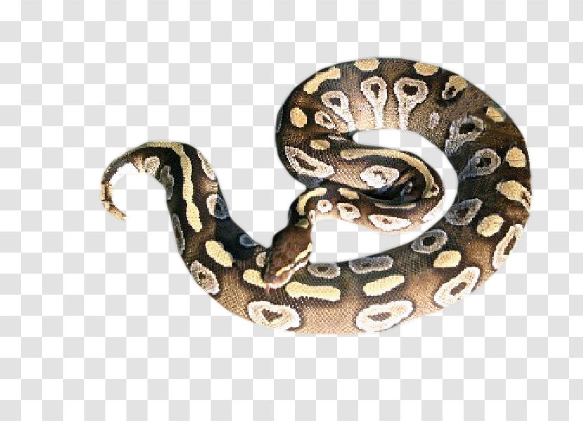 Boa Constrictor Rattlesnake Ball Python Hognose Snake - Sentence Transparent PNG