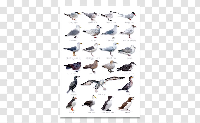 Duck Seabirds, An Identification Guide Water Bird - Seabird Transparent PNG