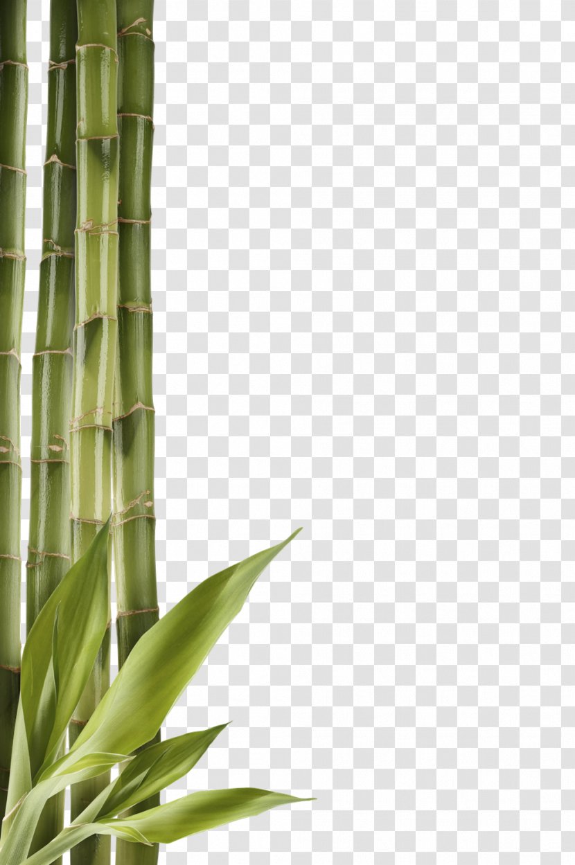 Bamboo Clip Art - Plant Stem Transparent PNG