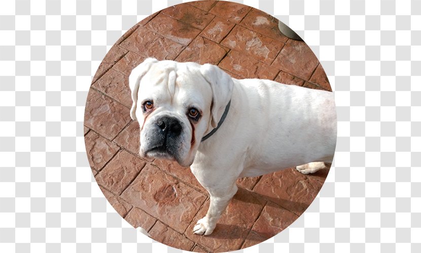 Valley Bulldog Olde English Bulldogge Toy American Dorset Tyme - Snout - Puppy Transparent PNG