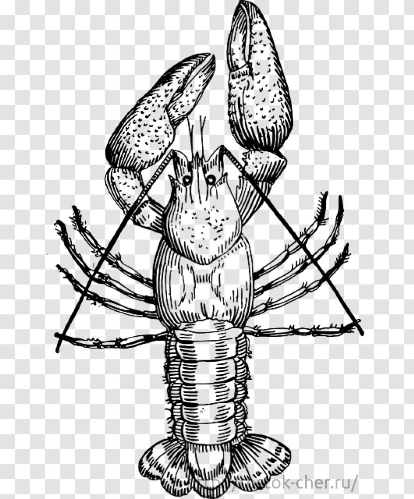 Crayfish Drawing Procambarus Clarkii Clip Art - Royaltyfree - Tree Transparent PNG