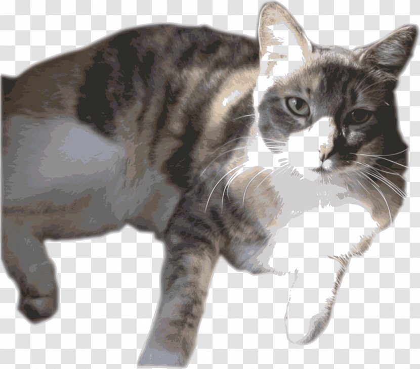 American Shorthair Manx Cat Wirehair European California Spangled - Rambo Transparent PNG