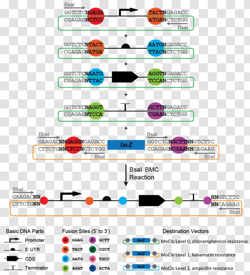 International Genetically Engineered Machine Promoter Terminator DNA Polymerase Chain Reaction - Area - Amplified Transparent PNG