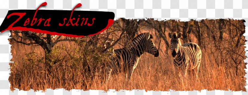Landscape Sunrise Nature Elephantidae Savanna - Zebra Skin Transparent PNG