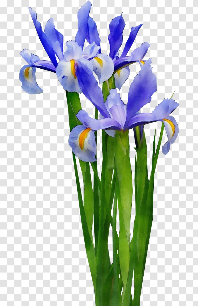 Flower Flowering Plant Cut Flowers Petal - Stem Iris Family Transparent PNG