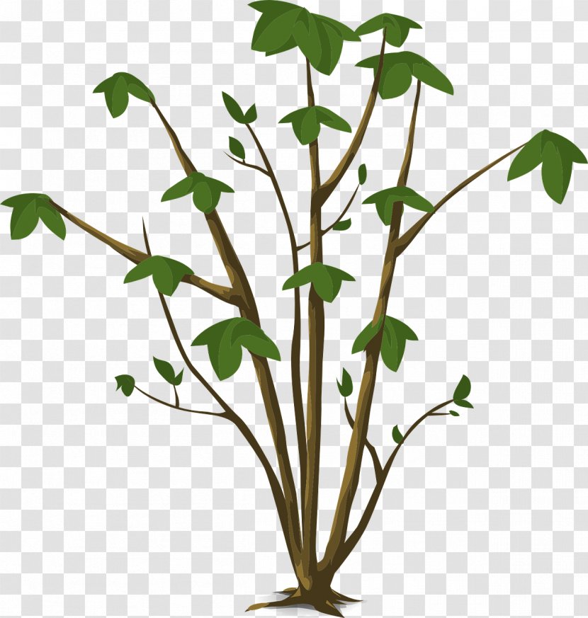 Clip Art - Plant Stem - Leaf Transparent PNG