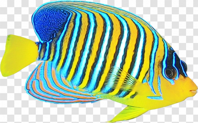 Fish Pomacanthidae Butterflyfish Holacanthus - Pomacentridae Aquarium Decor Transparent PNG