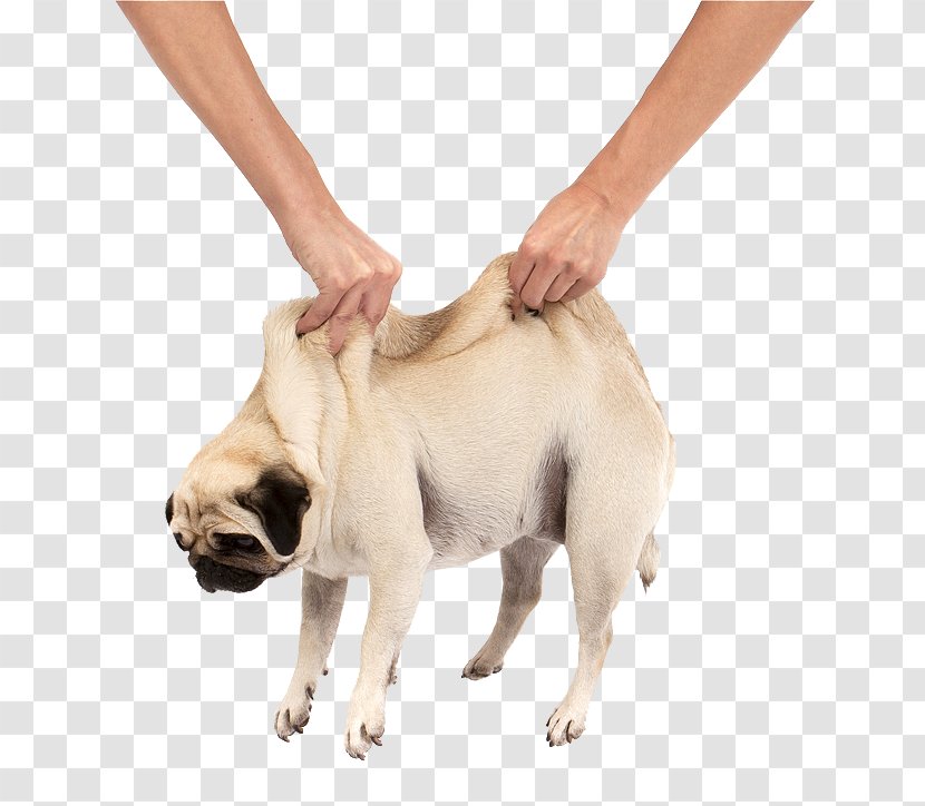Pug Puppy Cuteness - Dog Breed Group Transparent PNG