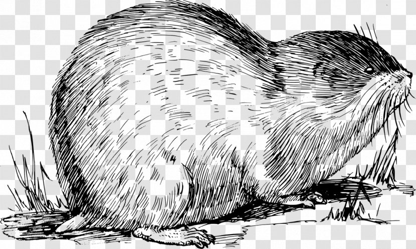 Norway Lemming Muskrat Drawing Vertebrate - Organism - Rat Transparent PNG