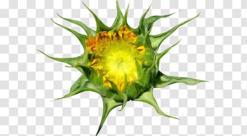 Common Sunflower Seed Sunflowers - Girasoles Transparent PNG