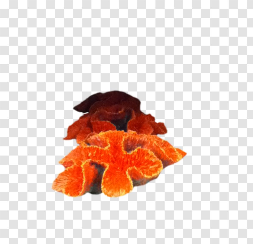 Petal Flower - Orange - Coral Transparent PNG
