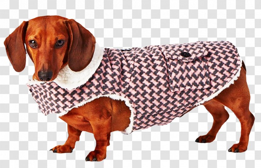 Dog Breed Dachshund Companion Snout - Tugenuff Gear Transparent PNG