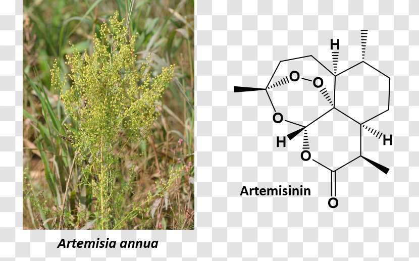 Sweet Wormwood Mugwort Artemisinin Tarragon Plant - Mugworts Transparent PNG