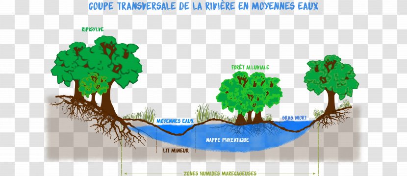 Drainage Basin River Versant Stream Bed Water - Alluvial Soil Transparent PNG