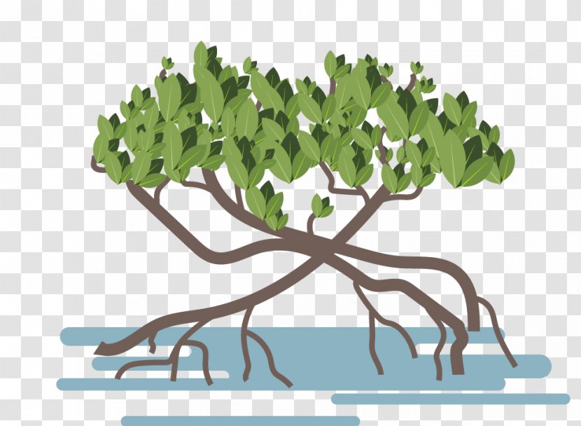 Mangrove Vector Graphics Image Illustration Tropical Forest - Plant - Jungle Transparent PNG